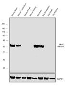 NeuN Antibody in Western Blot (WB)