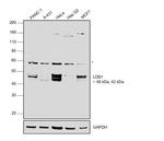 LDB1 Antibody in Western Blot (WB)
