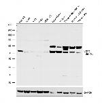 UGP2 Antibody in Western Blot (WB)