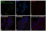 XRN1 Antibody in Immunocytochemistry (ICC/IF)