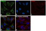 TOMM40 Antibody in Immunocytochemistry (ICC/IF)