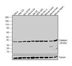 TOMM40 Antibody in Western Blot (WB)