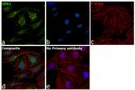 OPA1 Antibody in Immunocytochemistry (ICC/IF)