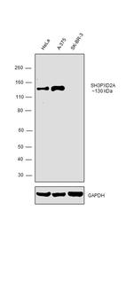 SH3PXD2A Antibody