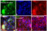 OAS3 Antibody