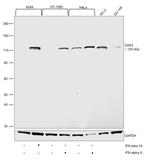 OAS3 Antibody in Western Blot (WB)