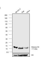 Histone H4 Antibody in Western Blot (WB)