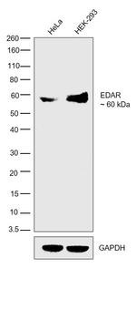 EDAR Antibody in Western Blot (WB)