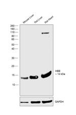 HBB Antibody in Western Blot (WB)