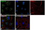 SHARPIN Antibody in Immunocytochemistry (ICC/IF)