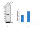 SHARPIN Antibody