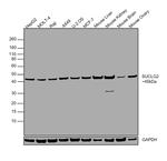 SUCLG2 Antibody in Western Blot (WB)