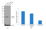 SUCLG2 Antibody