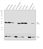 Arp3 Antibody in Western Blot (WB)