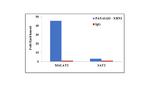 XRN2 Antibody in ChIP Assay (ChIP)