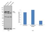 XRN2 Antibody in Western Blot (WB)