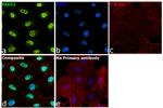 PADI2 Antibody in Immunocytochemistry (ICC/IF)