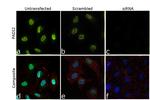 PADI2 Antibody