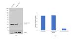 RAC1/RAC2/RAC3 Antibody in Western Blot (WB)