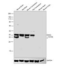 GNAQ Antibody in Western Blot (WB)