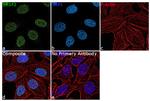 SRSF2 Antibody in Immunocytochemistry (ICC/IF)