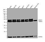 SRSF2 Antibody in Western Blot (WB)