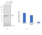 Arp3 Antibody in Western Blot (WB)