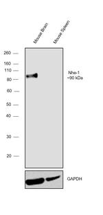 Nhe-1 Antibody