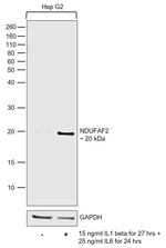 NDUFAF2 Antibody