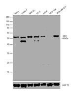 DEK Antibody in Western Blot (WB)