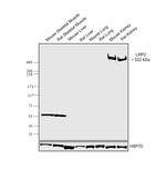 LRP2 Antibody