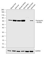 Ferroportin Antibody in Western Blot (WB)