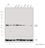 MTCO1 Antibody in Western Blot (WB)