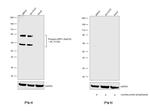 Phospho-DRP1 (Ser616) Antibody in Western Blot (WB)