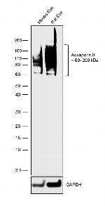 Aquaporin 0 Antibody in Western Blot (WB)