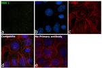 NBR1 Antibody in Immunocytochemistry (ICC/IF)
