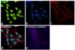 MCM4 Antibody in Immunocytochemistry (ICC/IF)