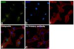 GLB1 Antibody in Immunocytochemistry (ICC/IF)