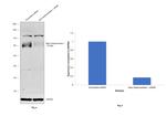 GLB1 Antibody in Western Blot (WB)