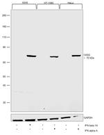 OAS2 Antibody in Western Blot (WB)