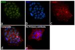 ETV5 Antibody in Immunocytochemistry (ICC/IF)