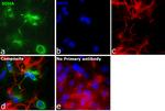 SDHA Antibody in Immunocytochemistry (ICC/IF)