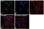 TCF12 Antibody in Immunocytochemistry (ICC/IF)