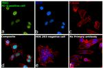 Fra1 Antibody in Immunocytochemistry (ICC/IF)