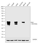 Fra1 Antibody in Western Blot (WB)