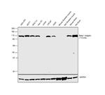 beta-1 Adaptin Antibody