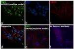 POT1 Antibody