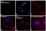 WEE1 Antibody