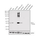 MCT1 Antibody in Western Blot (WB)