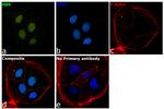 HB9 Antibody in Immunocytochemistry (ICC/IF)